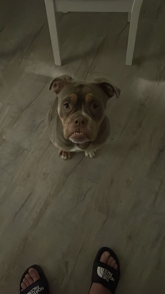 Auld English Bulldog. “maggie”