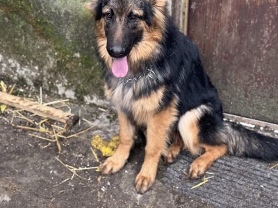 Beautiful german shepherd