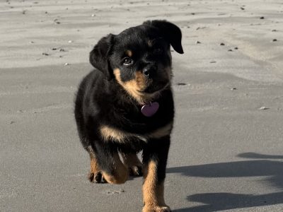 Rottie pup