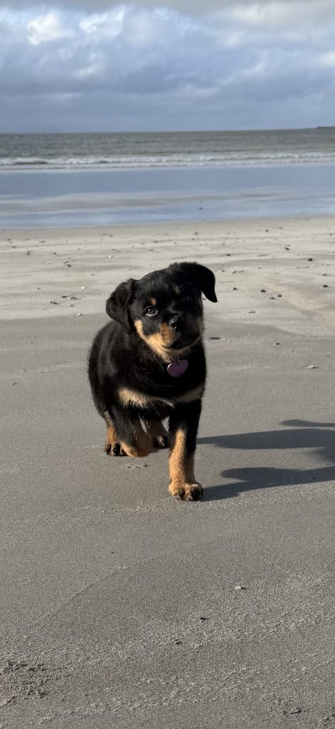Rottie Pup