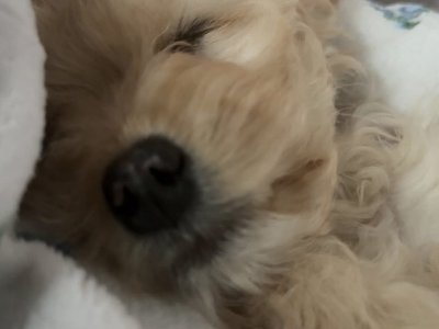 King charles x bishon frise
