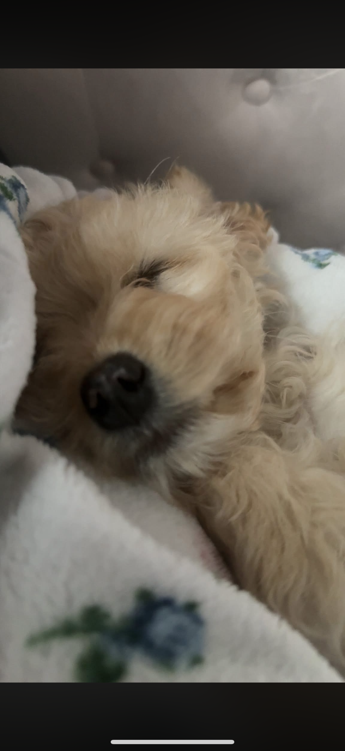 King charles x bishon frise