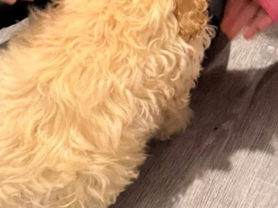 Bichon Frise x King Charles in P43FE42
