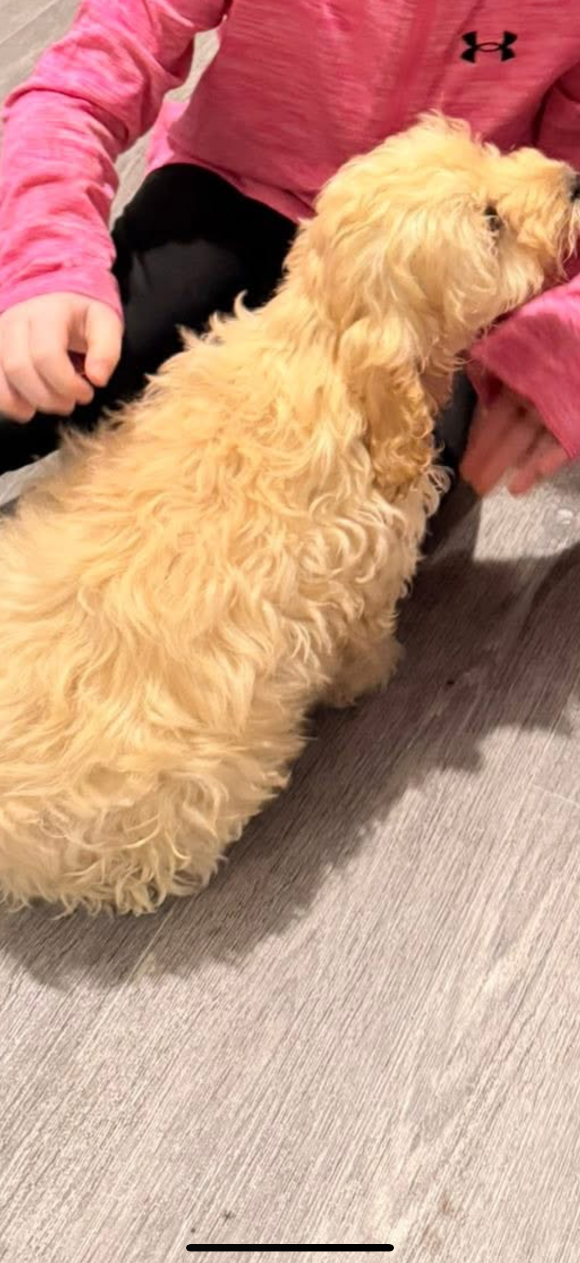Bichon Frise x King Charles in P43FE42