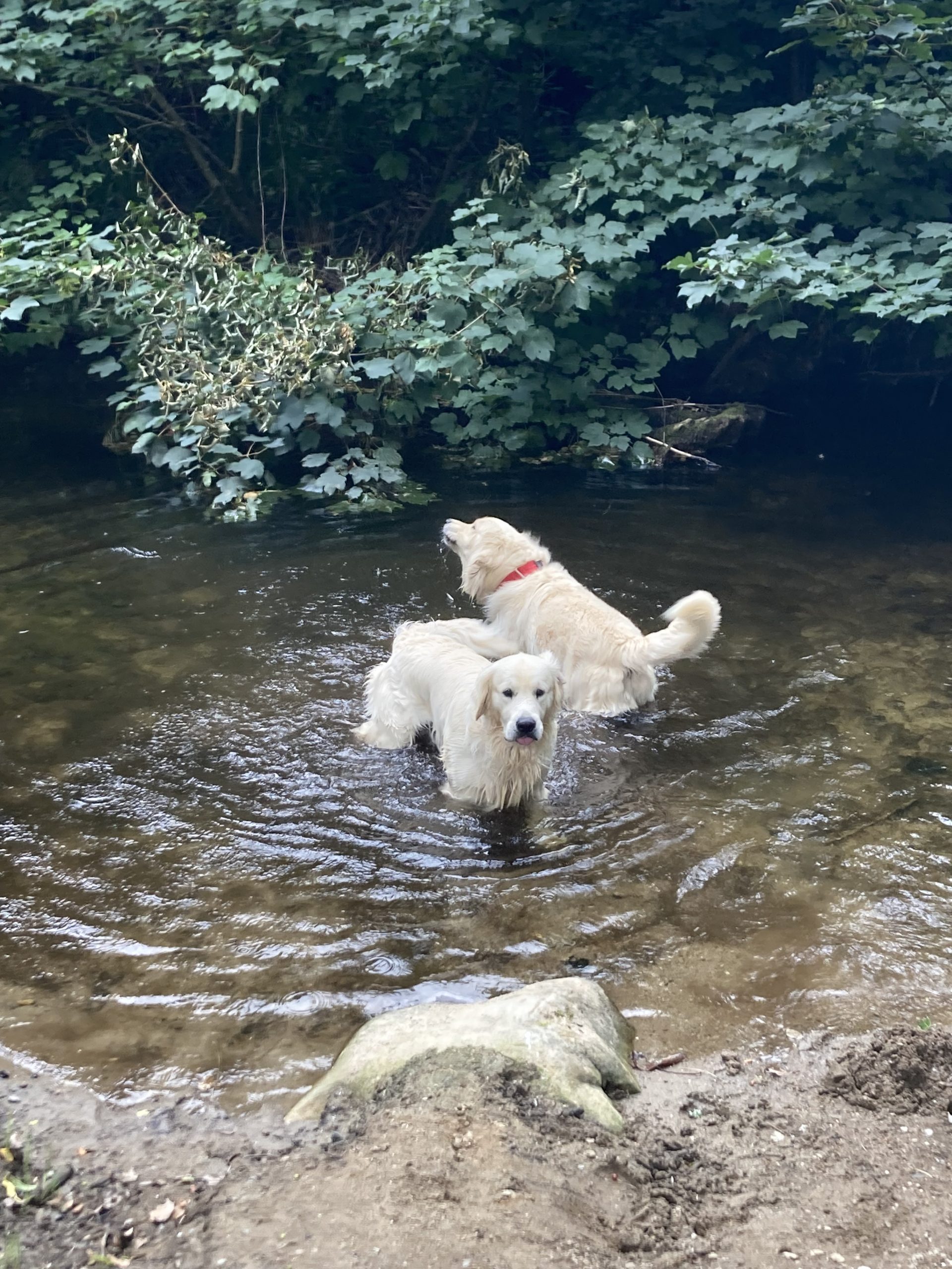 Golden Retrievers in Enniscorthy - IKC Registered
