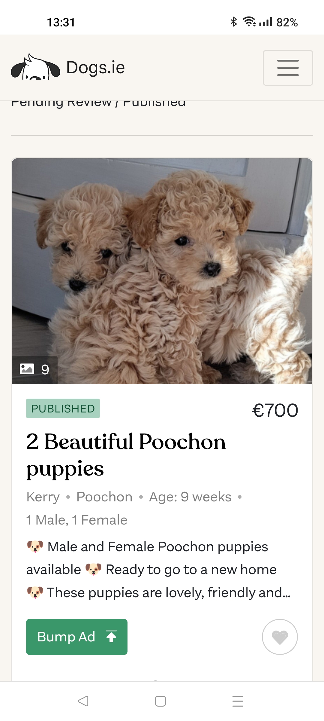Poochon Puppy for Sale in Killarney