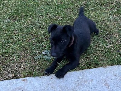 Active Jack Russell in Meath