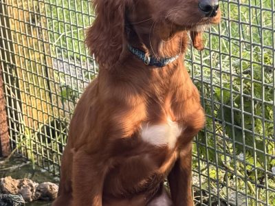 Irish Red Setters for Sale in Kilkenny