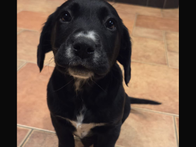 Labrador spaniel
