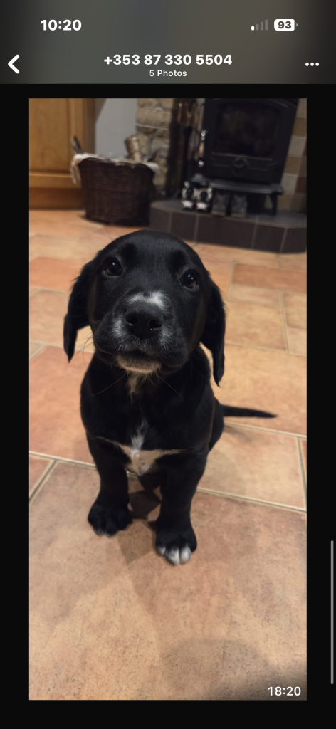 Labrador Spaniel