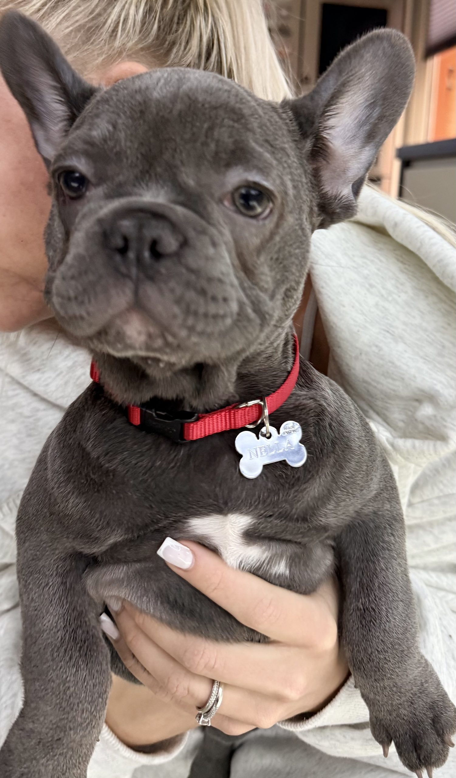 French Bulldog
