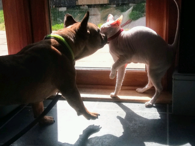 Beautiful Blue Merle French Bulldog X BullMastiff