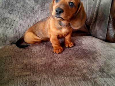 Miniature Dachshund