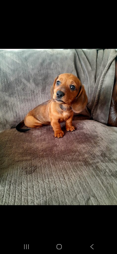 Miniature Dachshund