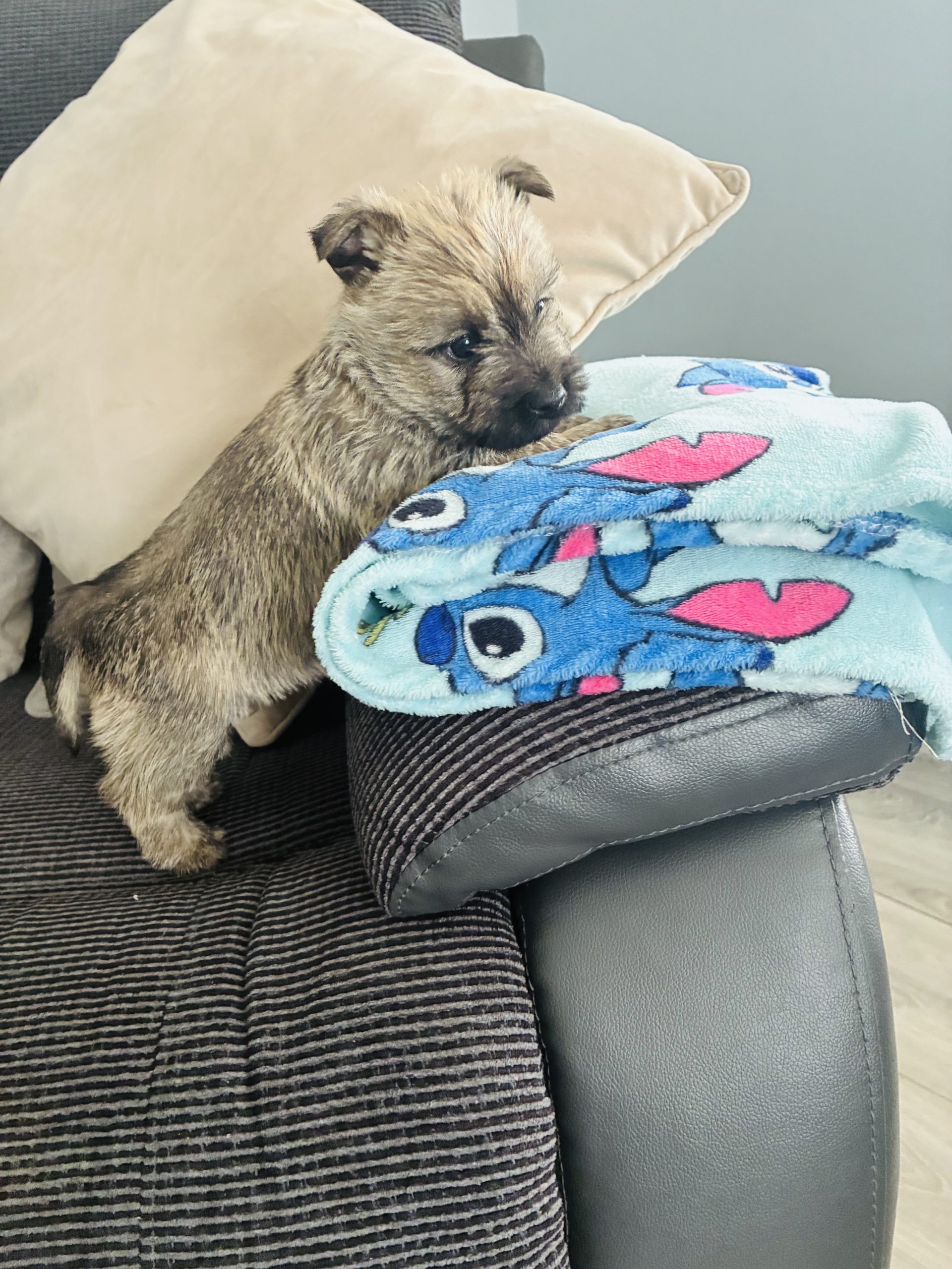 Cairn Terrier