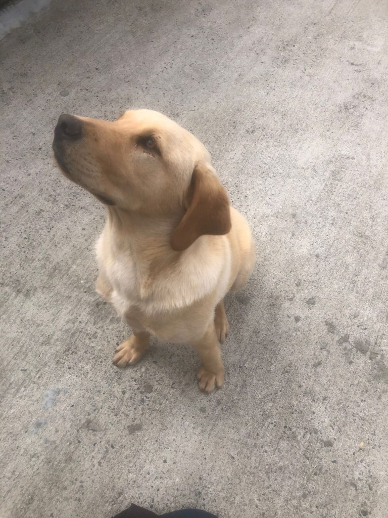 Purebred Labrador Pup