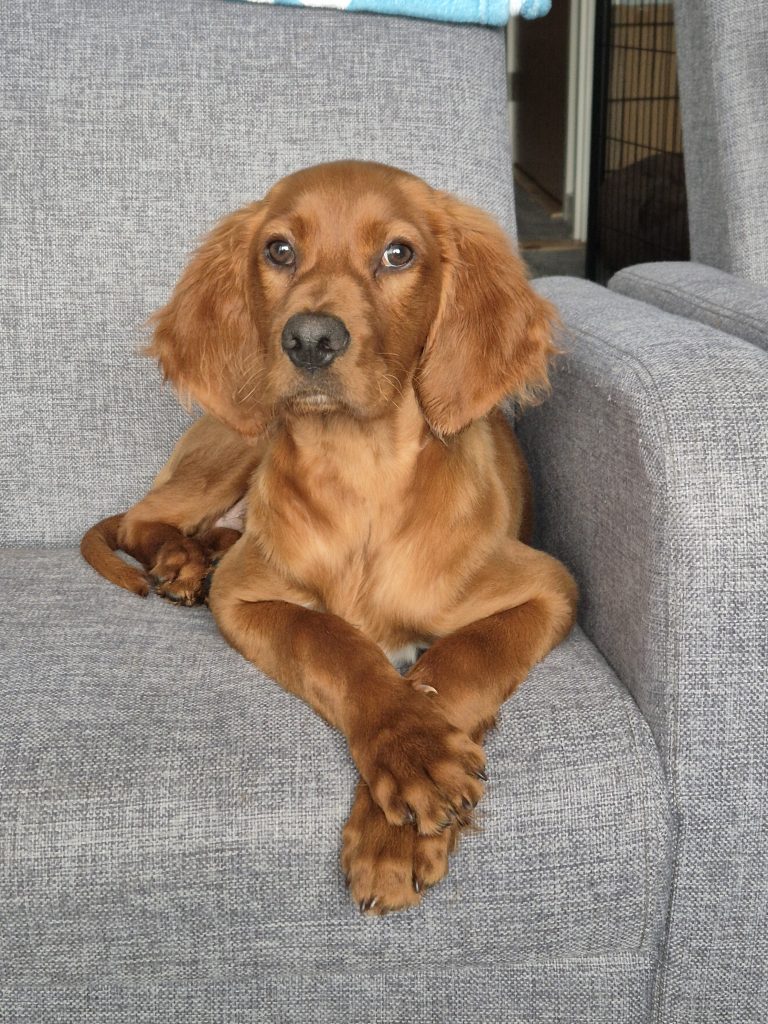 Irish Red Setter For Sale Cork
