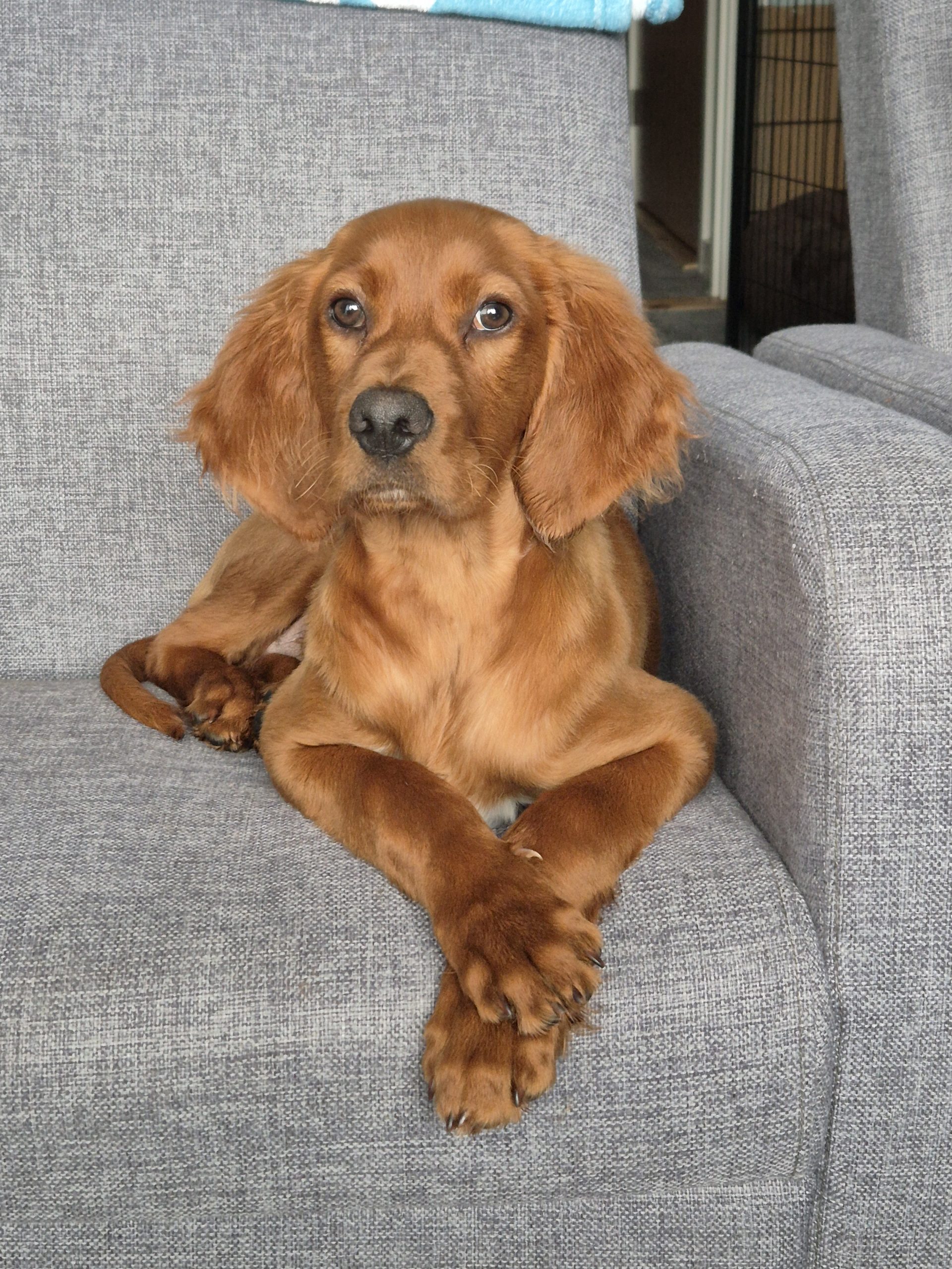 Irish Red Setter for Sale Cork
