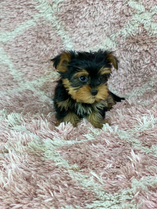 Yorkshire Terrier Puppies