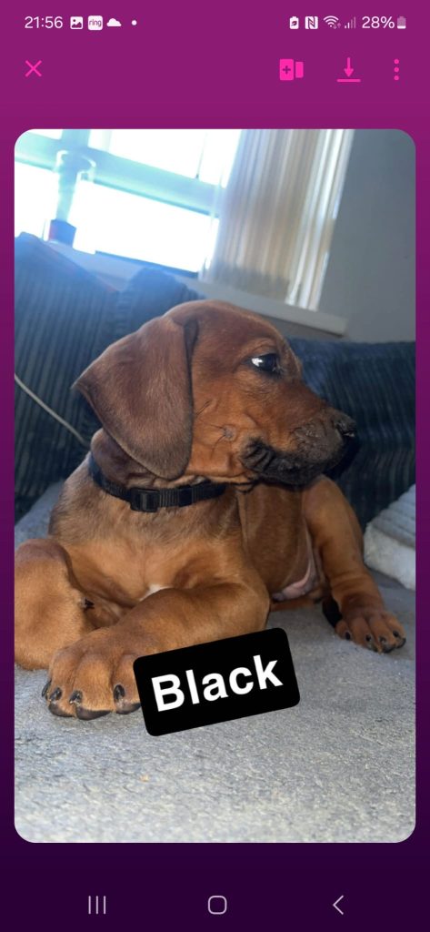 Rhodesian Ridgeback Pups Ready To Go