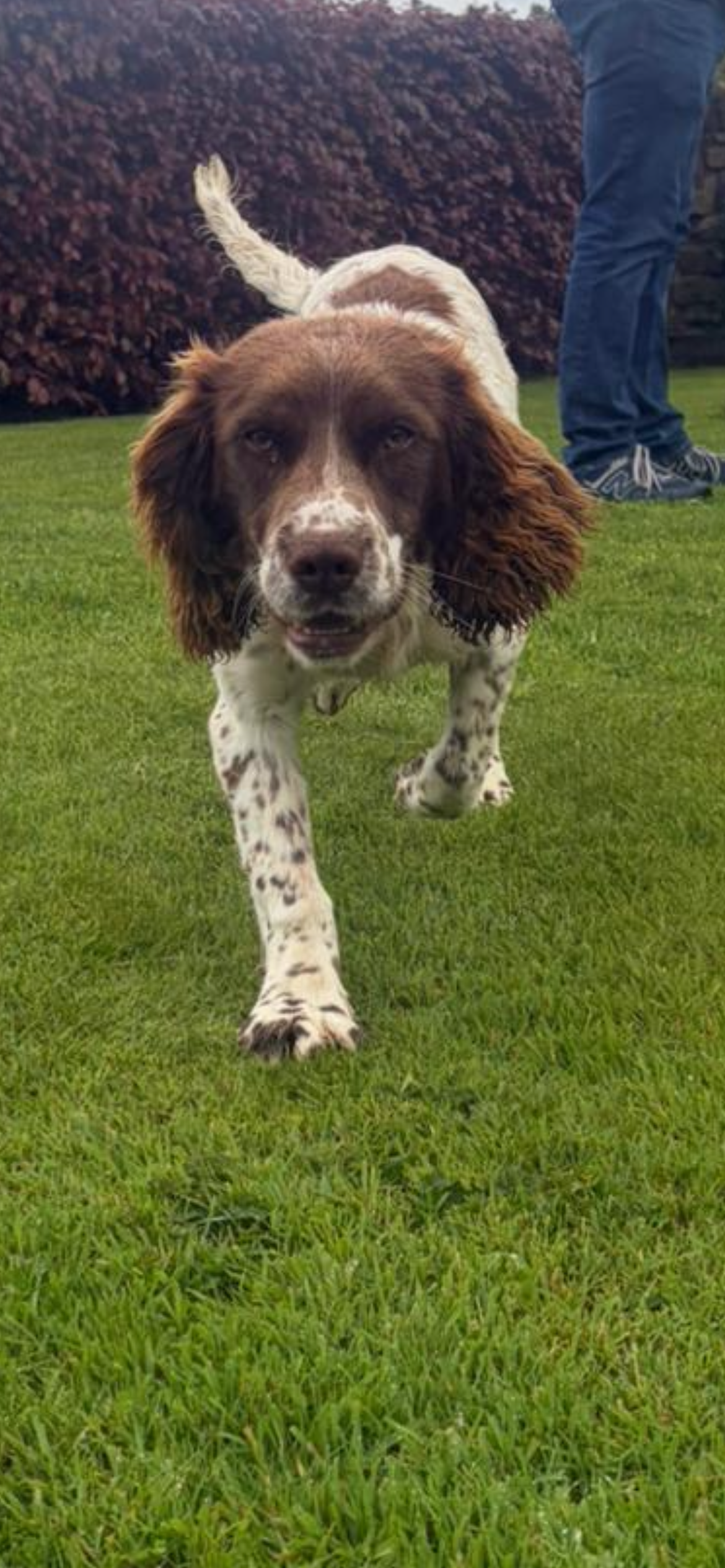 Springer Spaniel