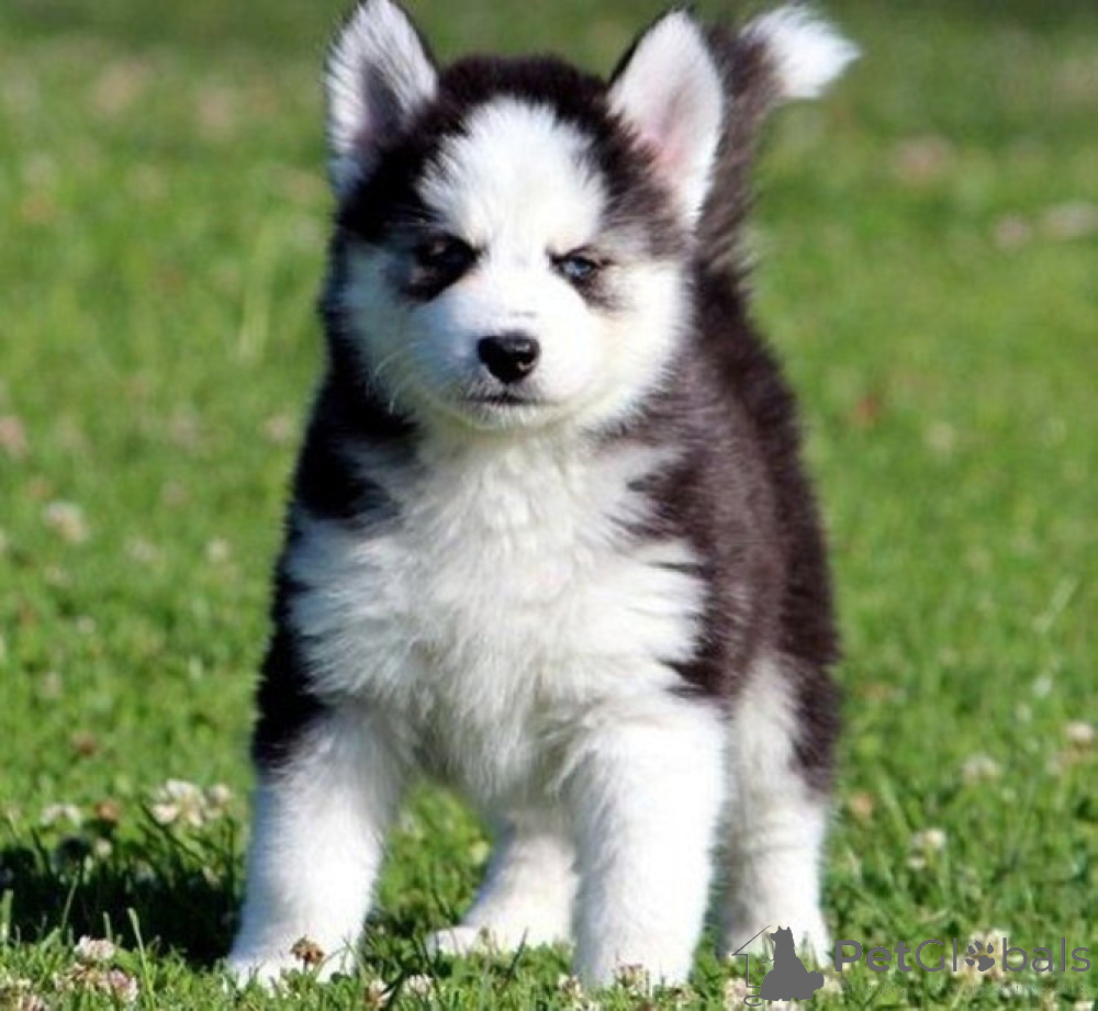 Gorgeous Blue Eyes Husky Puppies