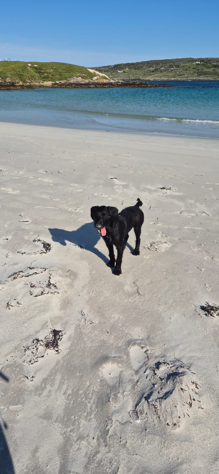 German wirehaired pointer