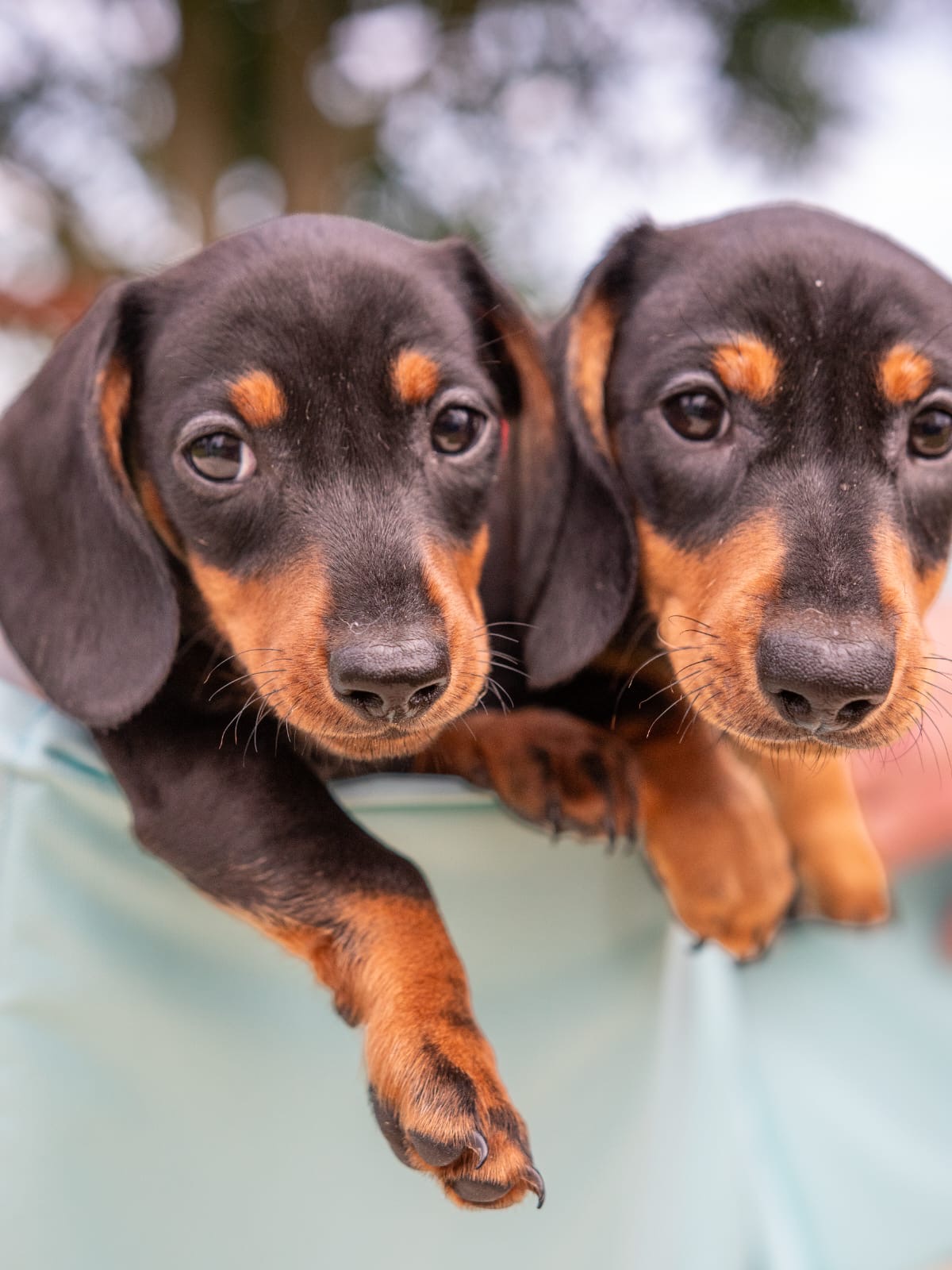Kaninchen Dachshund