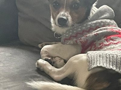 Miniture Jack Russell
