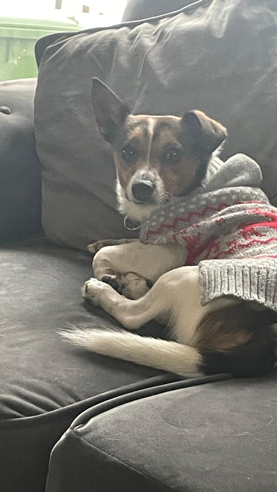 Miniture Jack Russell
