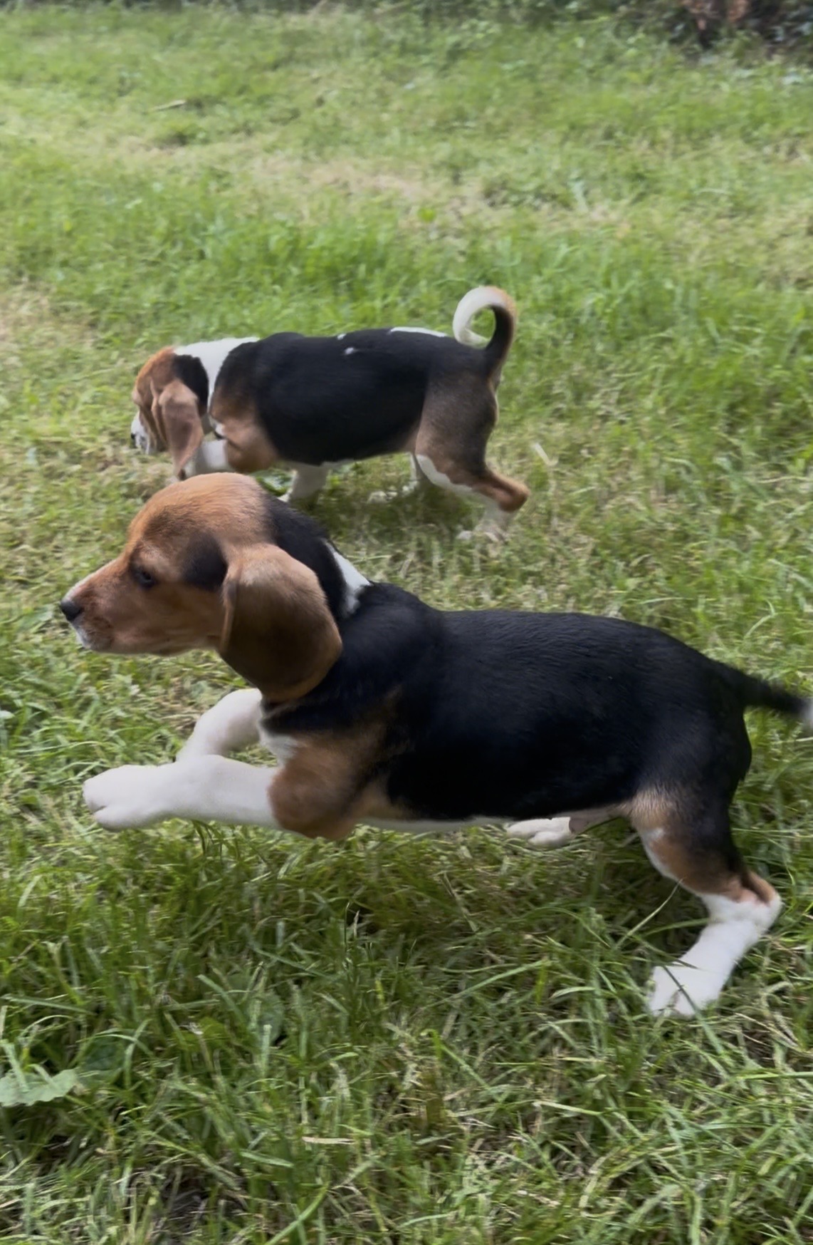 🐾🐶Foot Beagle Pups🐶🐾