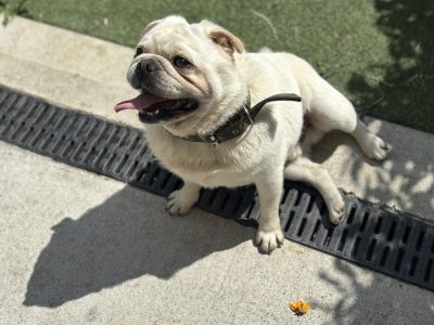 Male pug