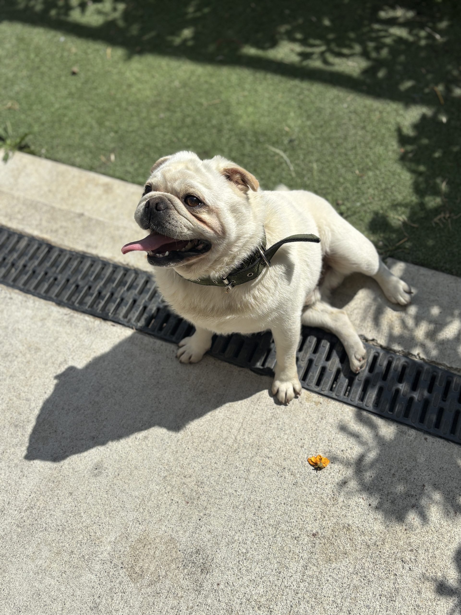Male pug