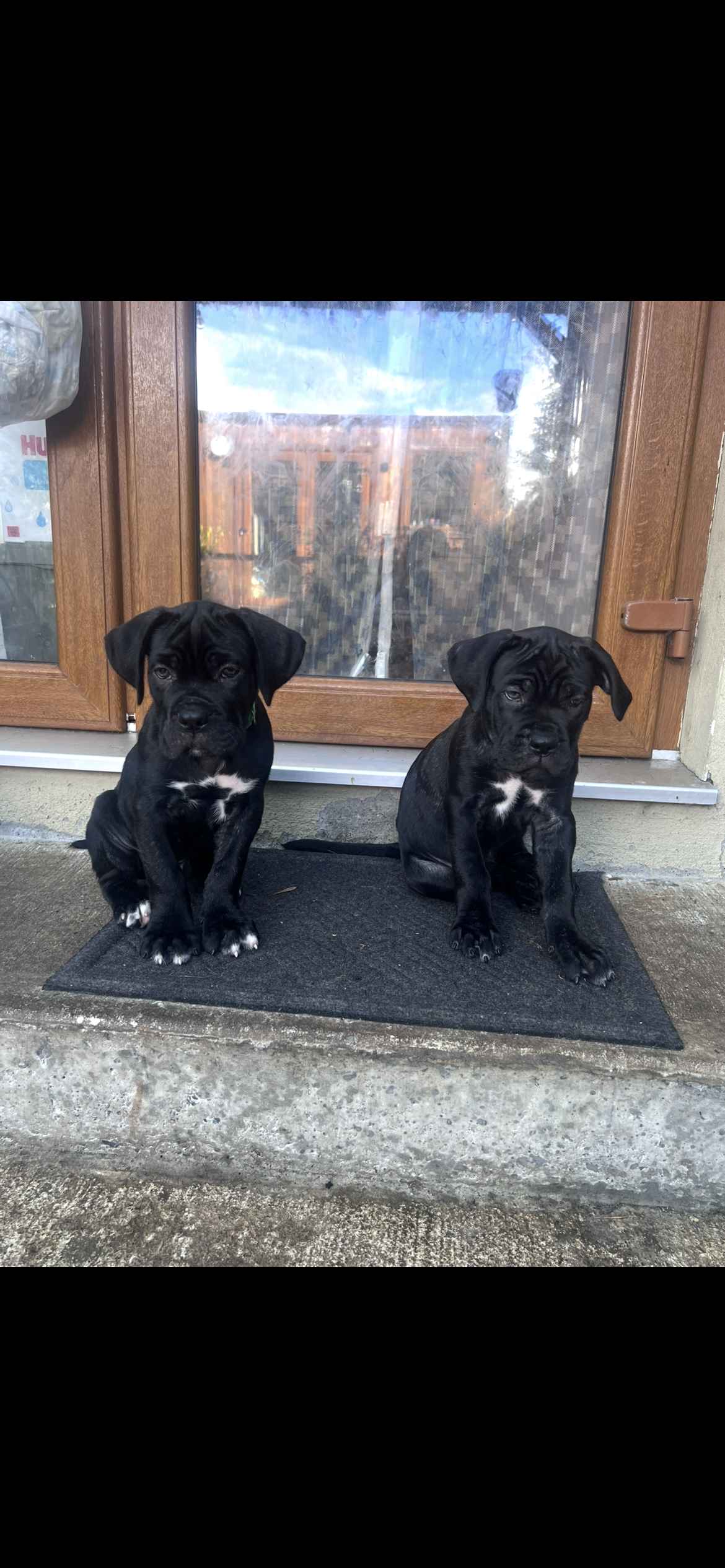 Cane Corso ( Italian mastiff) puppies for sale