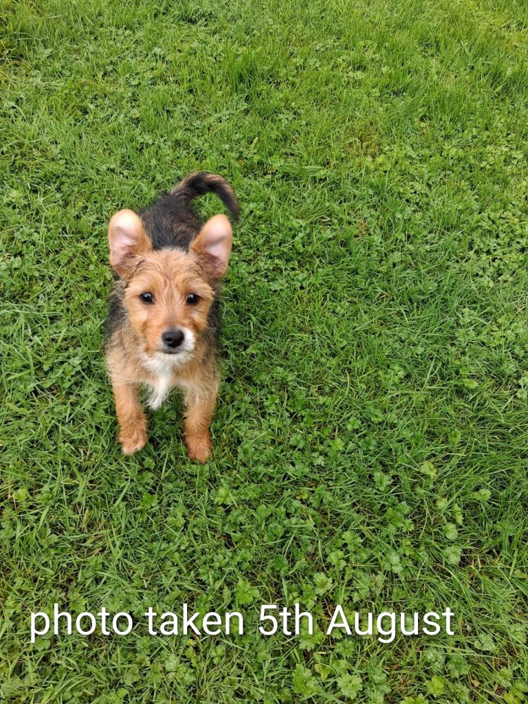 Morkie