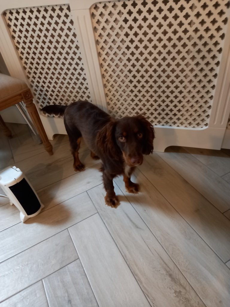 Sprogger pup for sale. Mixed breed, cocker/english spaniel.