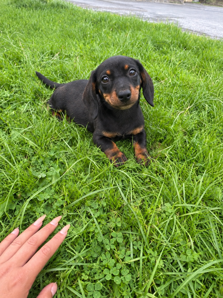 Purebred dachshund puppies