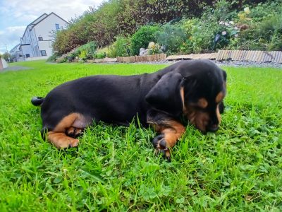 Intelligent mini Daschund male puppy
