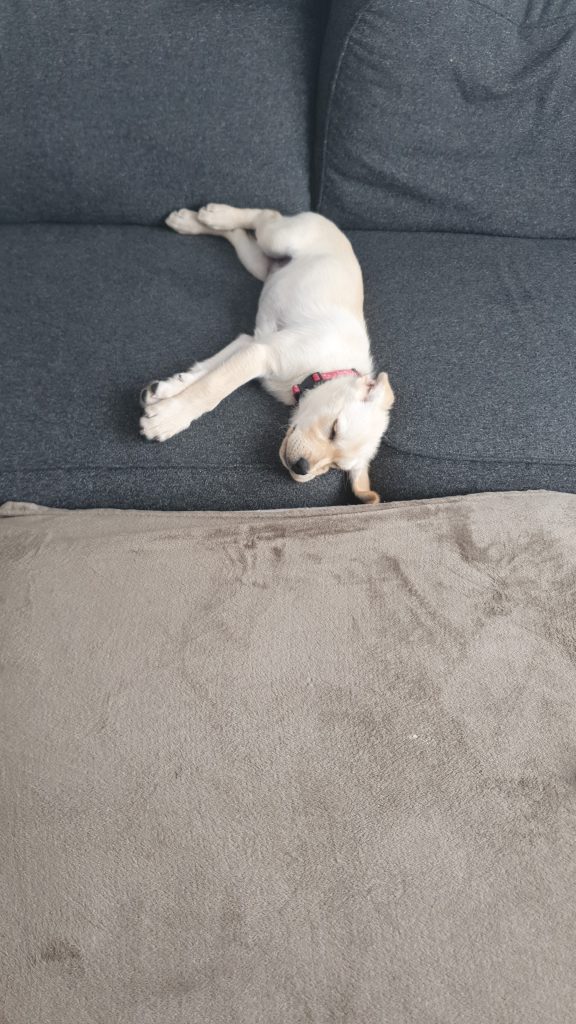 Labrador puppy