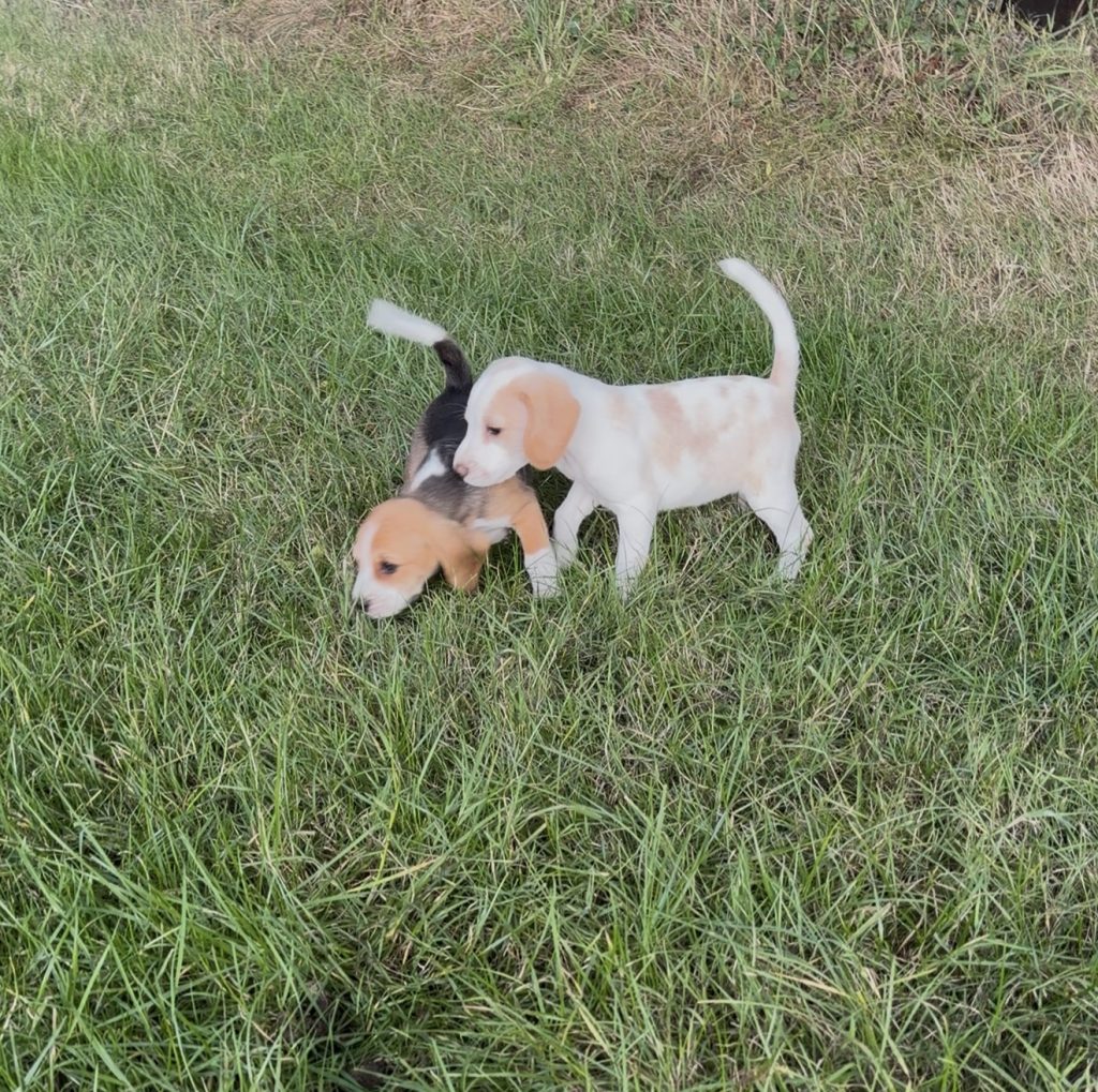 🐶🐾Foot Beagle Pups🐾🐶