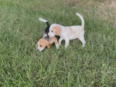 🐶🐾Foot Beagle Pups🐾🐶