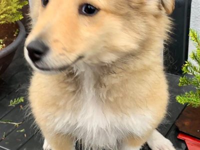 Shetland sheepdog male puppy