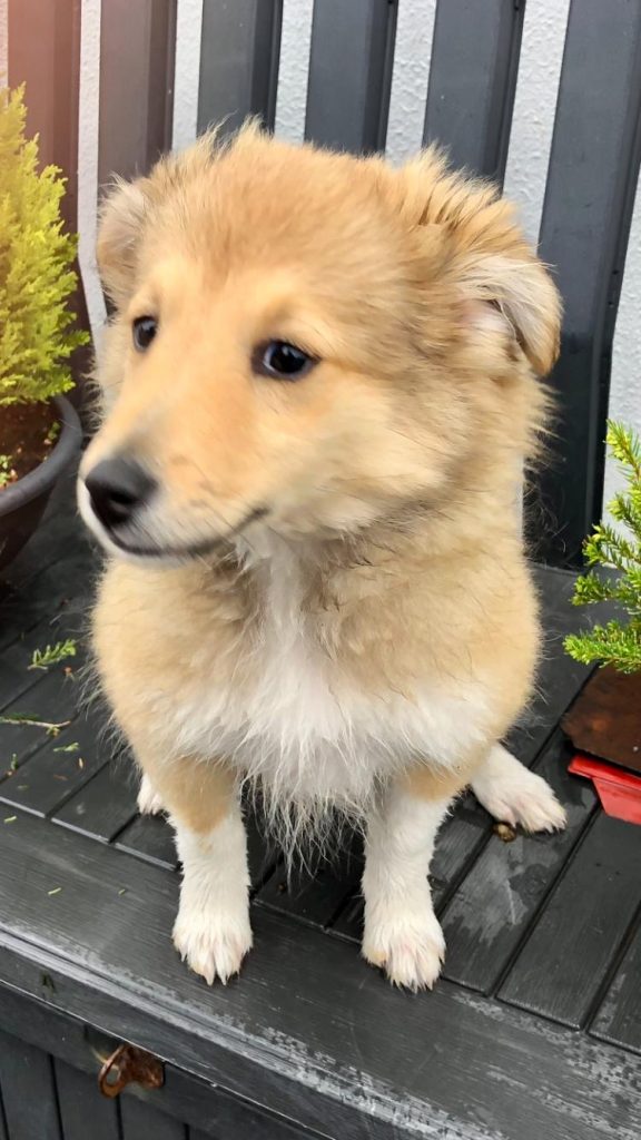 Shetland sheepdog male puppy