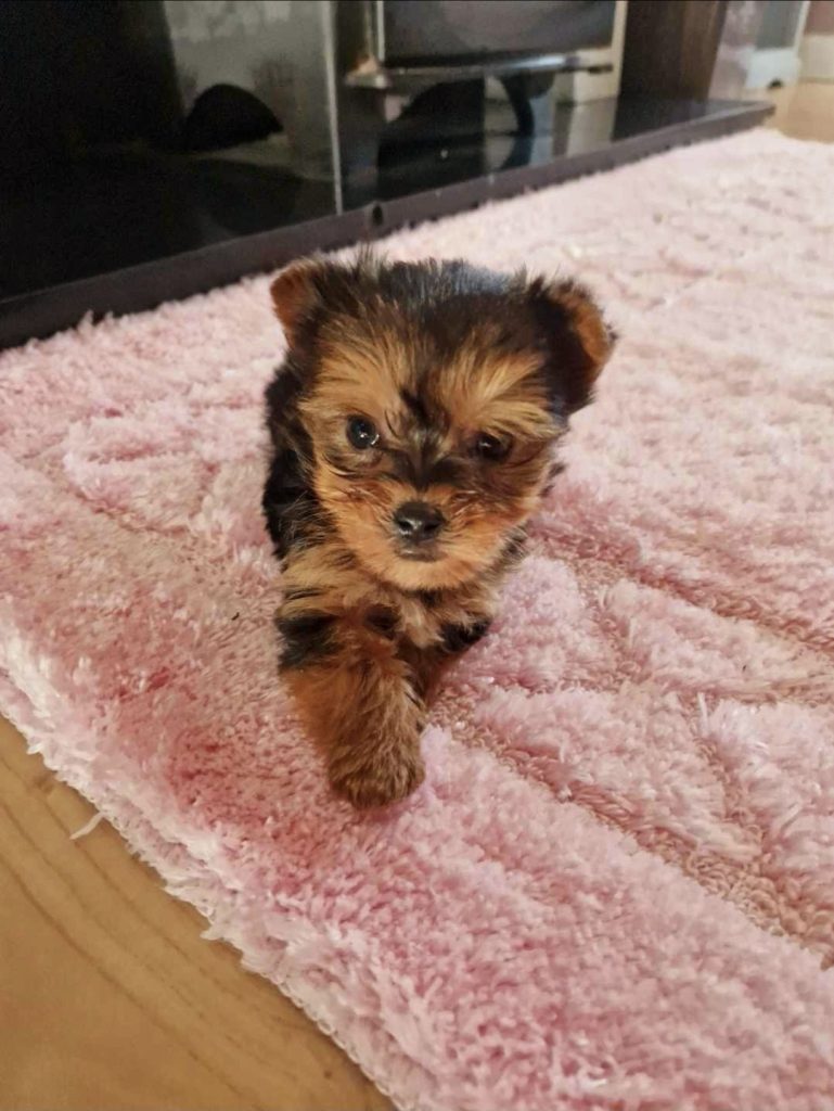 Tiny Tcup Yorkshire Terrier puppies