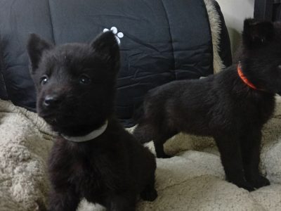 Shepherd Pups