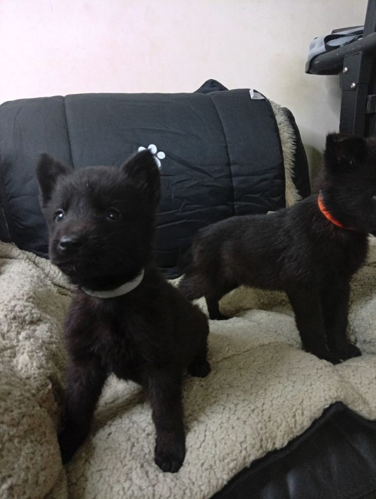 German Shepherd Pups