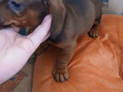 Purebred dachshund puppies
