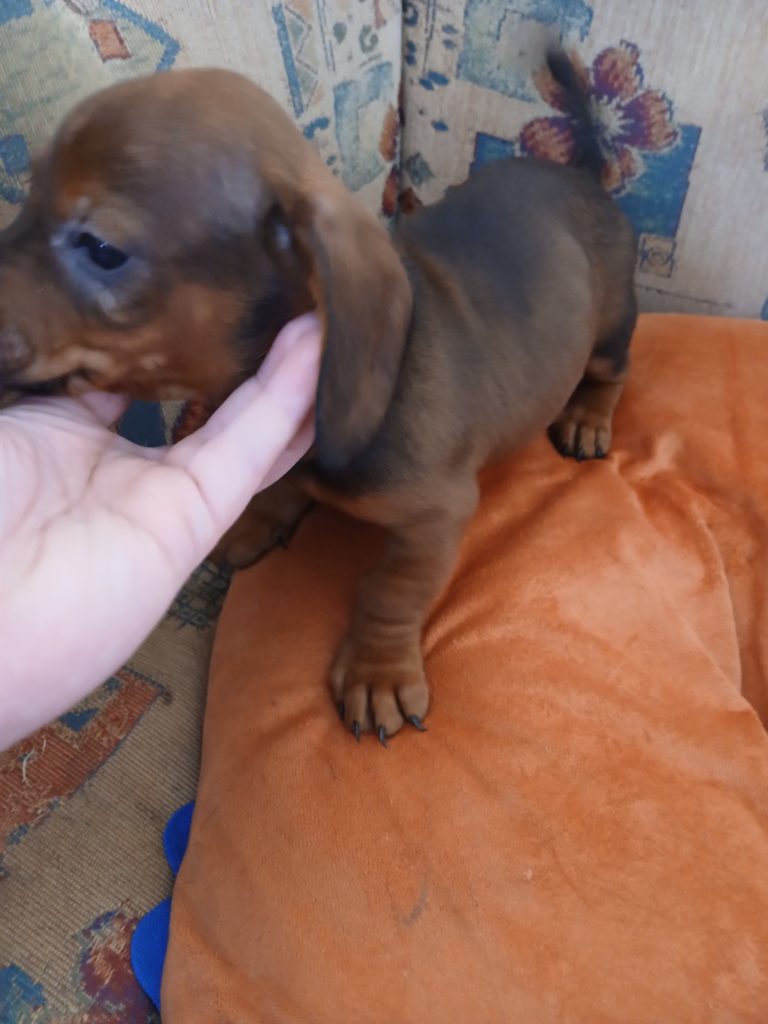 Purebred dachshund puppies