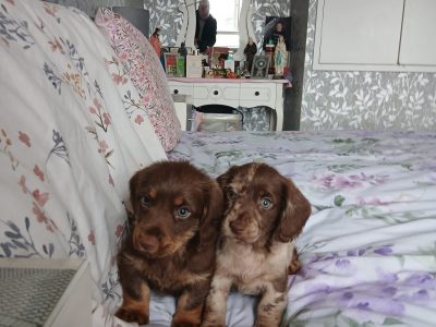 Dockers pups for sale