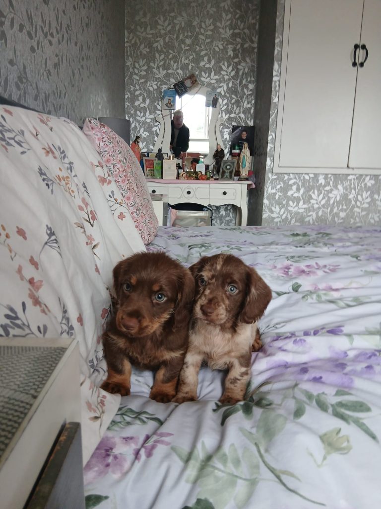 Dockers pups for sale